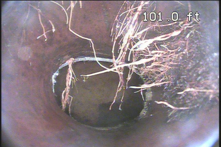 Inspection showing tree root intrusion at 101 feet